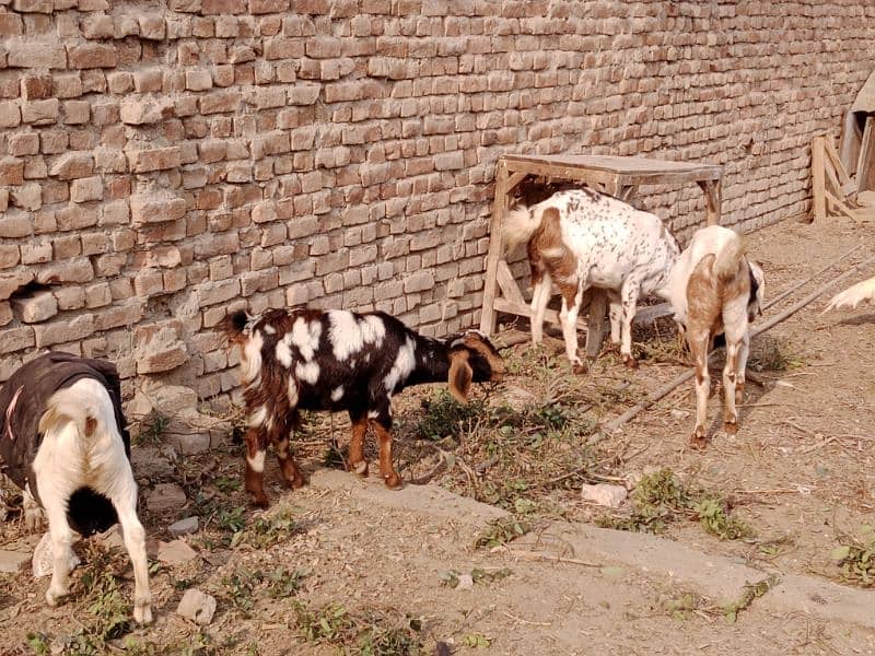 Goats For Sell 6