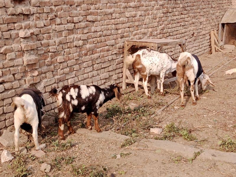 Goats For Sell 7