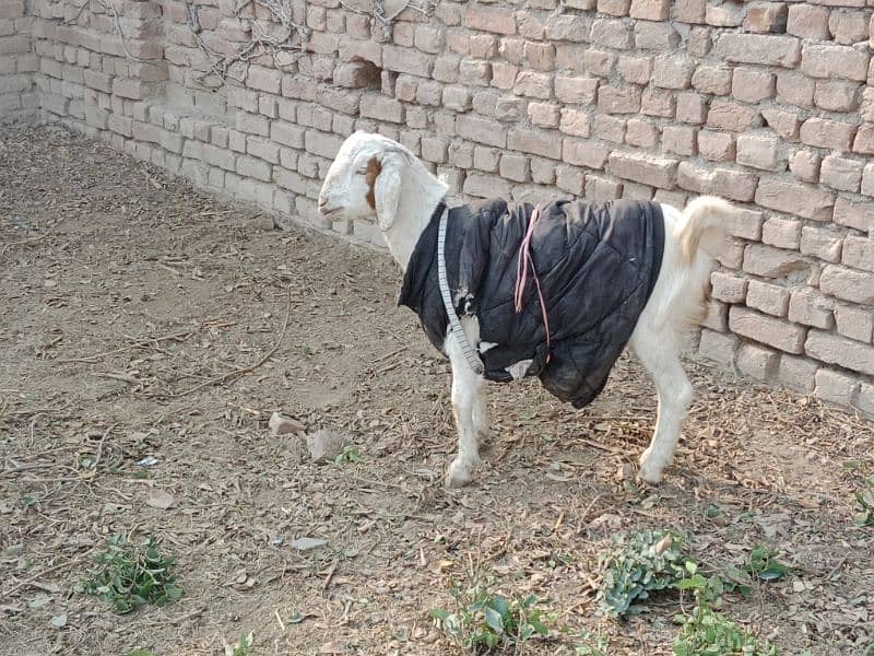 Goats For Sell 8