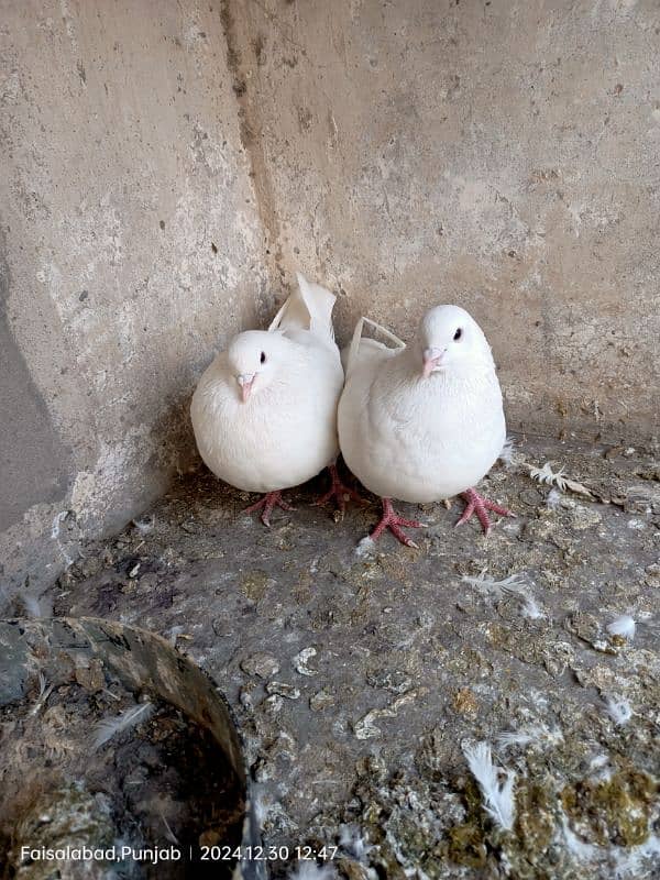 American king breeder pair for sale 0