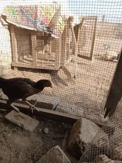 Aseel Hen For Sell