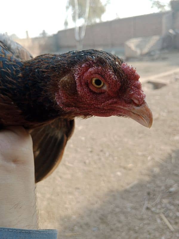 Aseel Hen For Sell 2