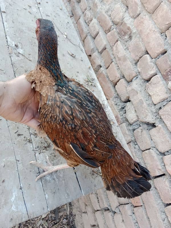 Aseel Hen For Sell 4