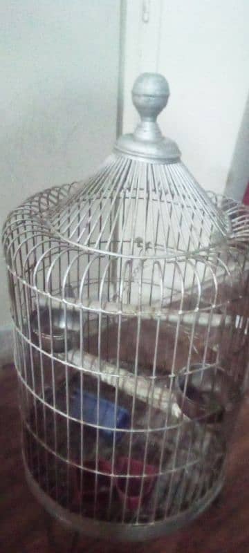 parrots and birds cage 0