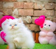 Blue Eyes Persian Tripple Coated Kitten/Cat