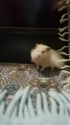 friendly & tamed hamster for sale!