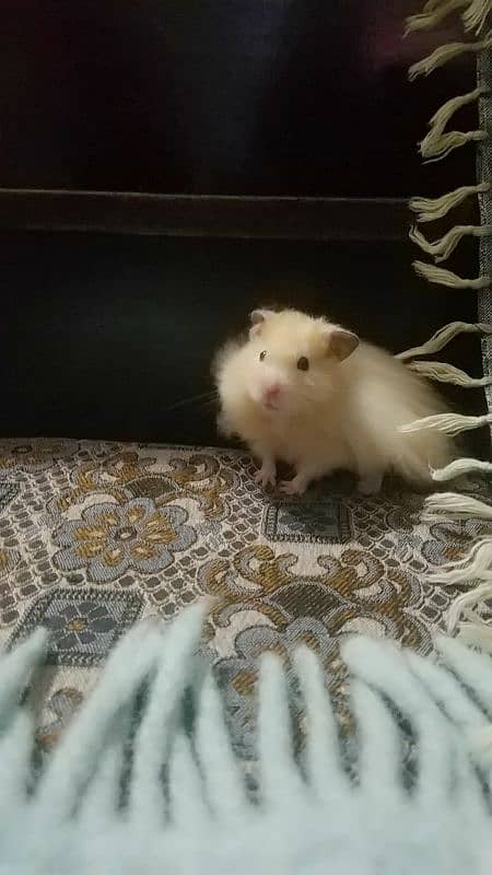 friendly & tamed hamster for sale! 0