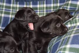 British labrador puppy