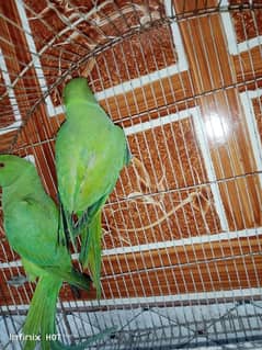 ringneck pair for sale