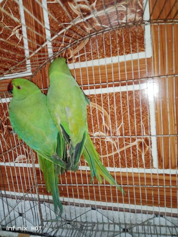 ringneck pair for sale 1