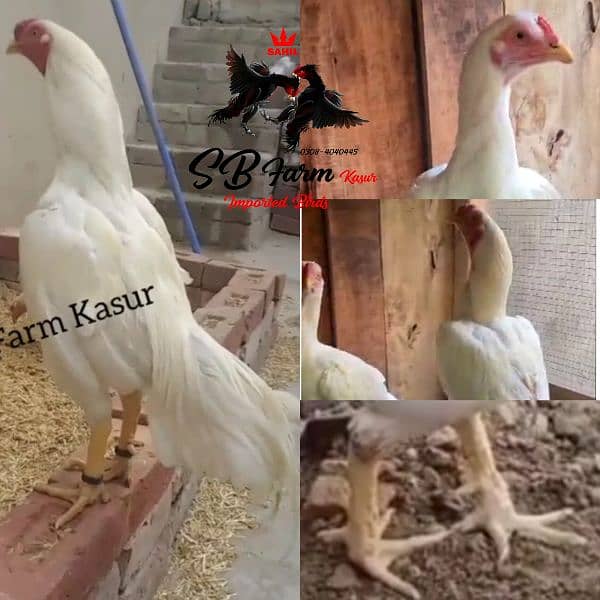 thai pakoye dragon burmi black eyes white heera aseel ayam cemani 3