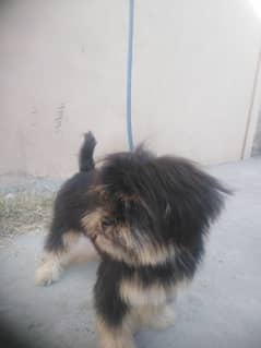 shihzu puppy