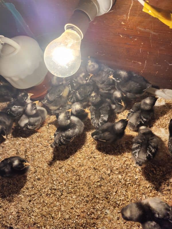 Australorp, Plymouth 2