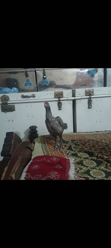 Pak Thai hens for sale 3