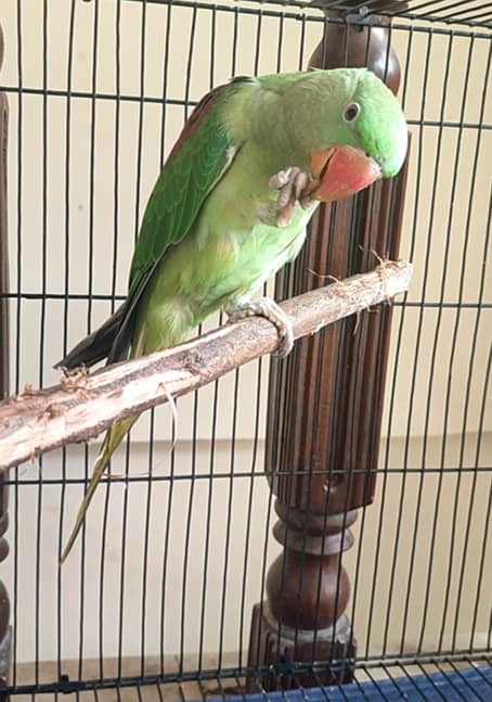 Raw Parrot with Cage 1