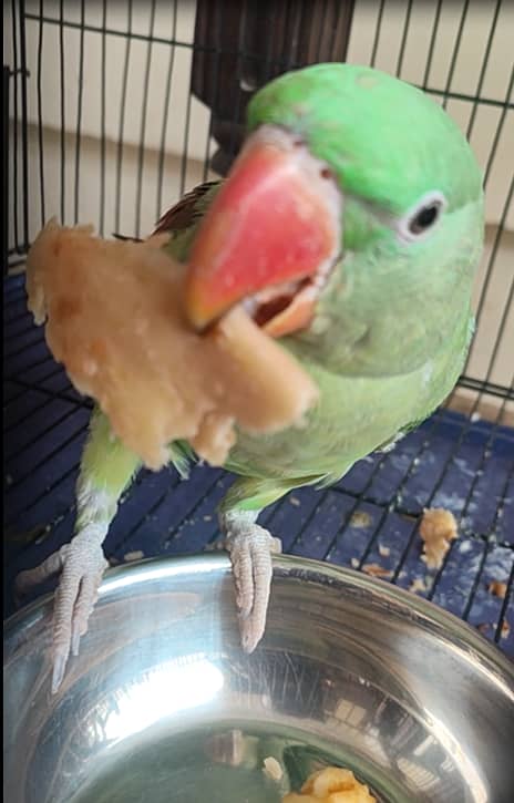 Raw Parrot with Cage 4