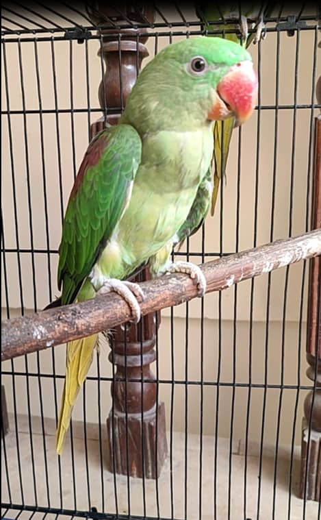 Raw Parrot with Cage 5