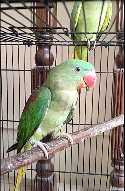 Raw Parrot with Cage 6