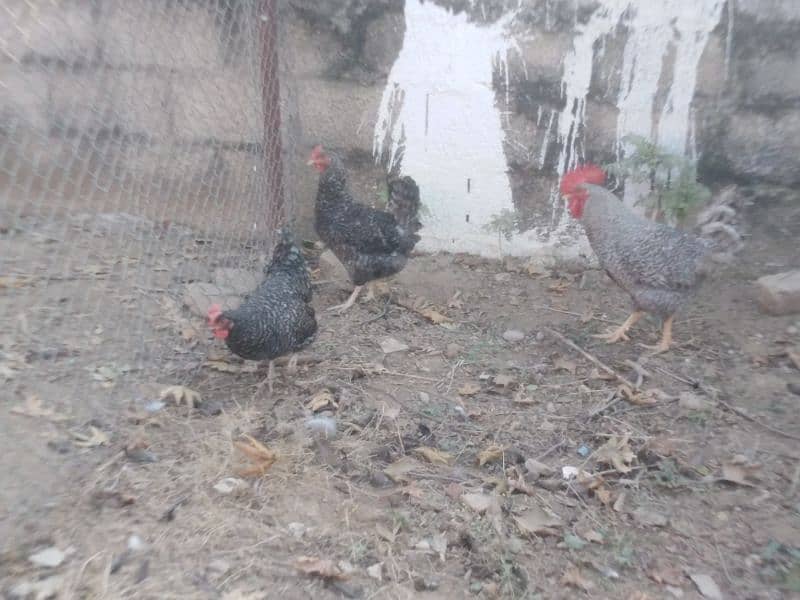 playmouth rock hen for sale 0