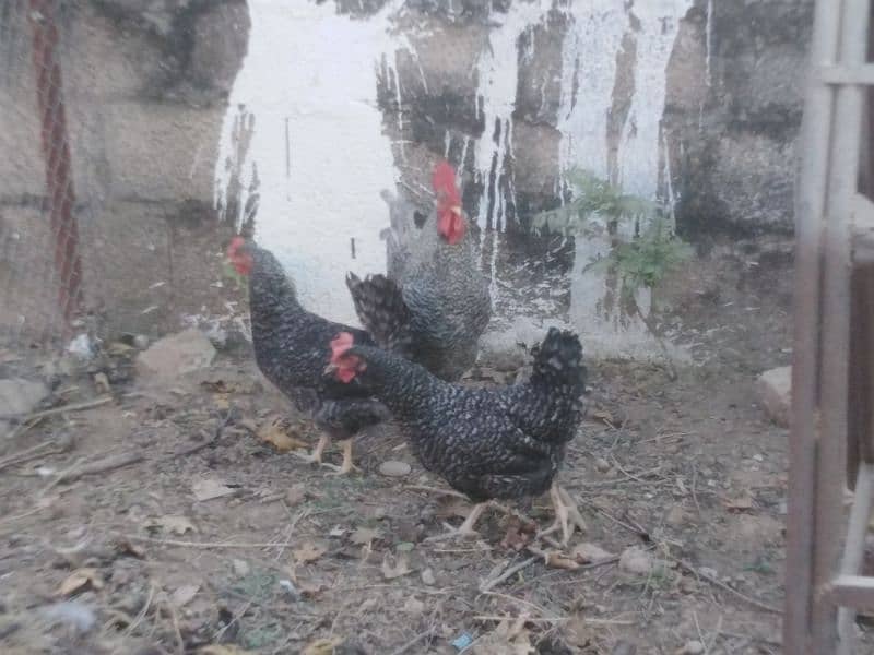 playmouth rock hen for sale 1