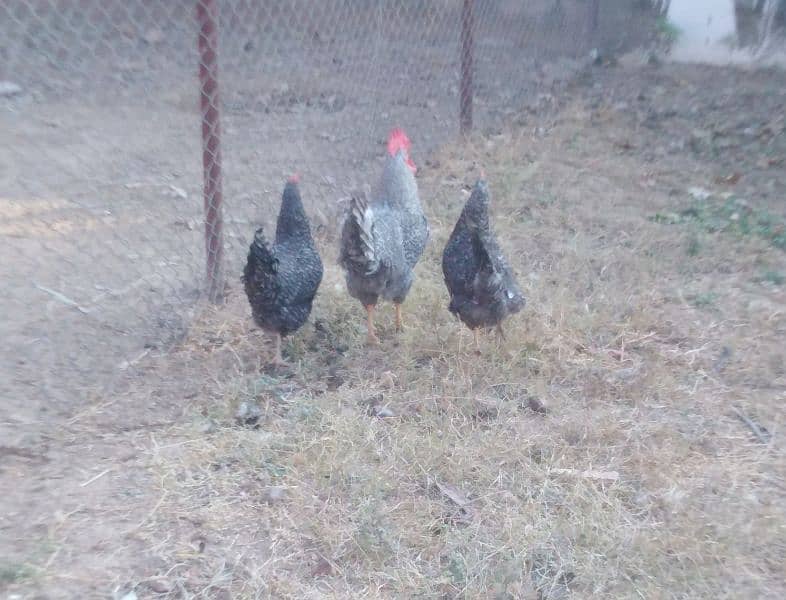 playmouth rock hen for sale 2