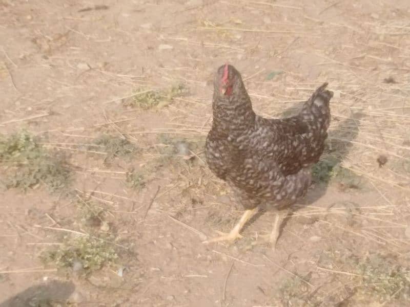 playmouth rock hen for sale 3