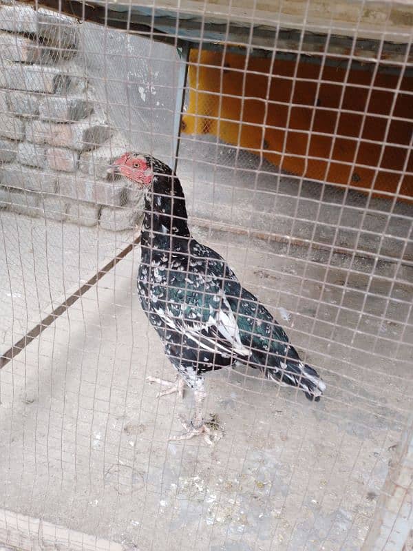 2 Aseel hens for sale 1