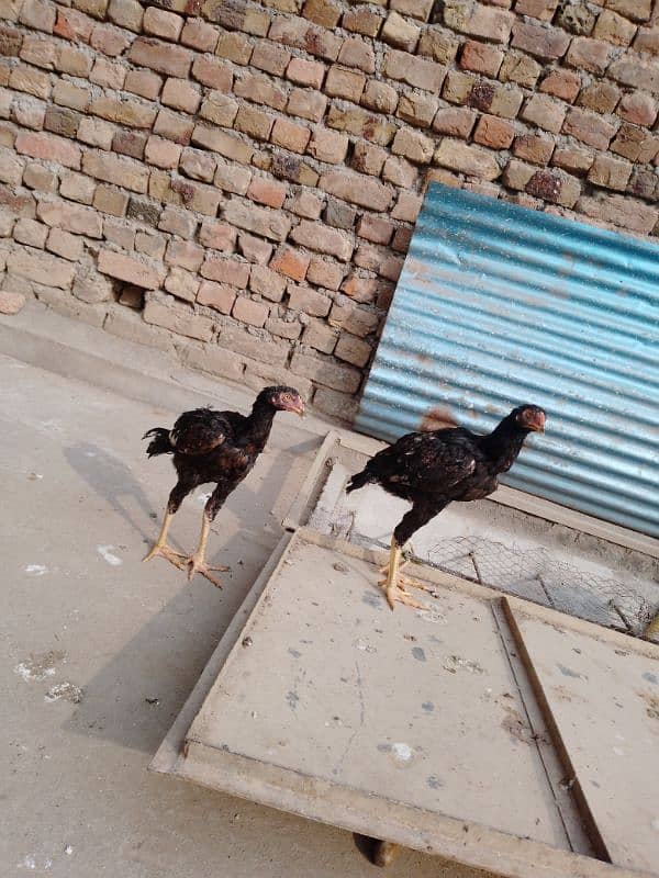 2 Aseel hens for sale 2