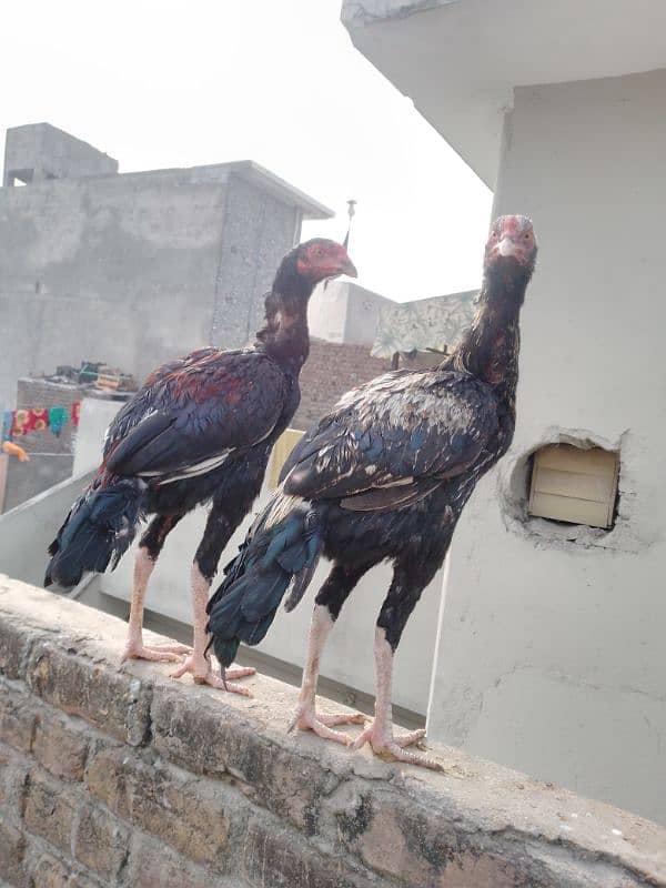 2 Aseel hens for sale 3