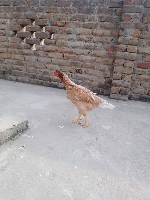 2 Aseel hens for sale 4