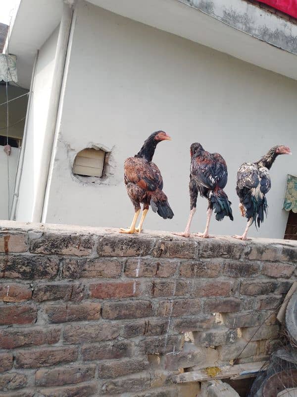 2 Aseel hens for sale 5