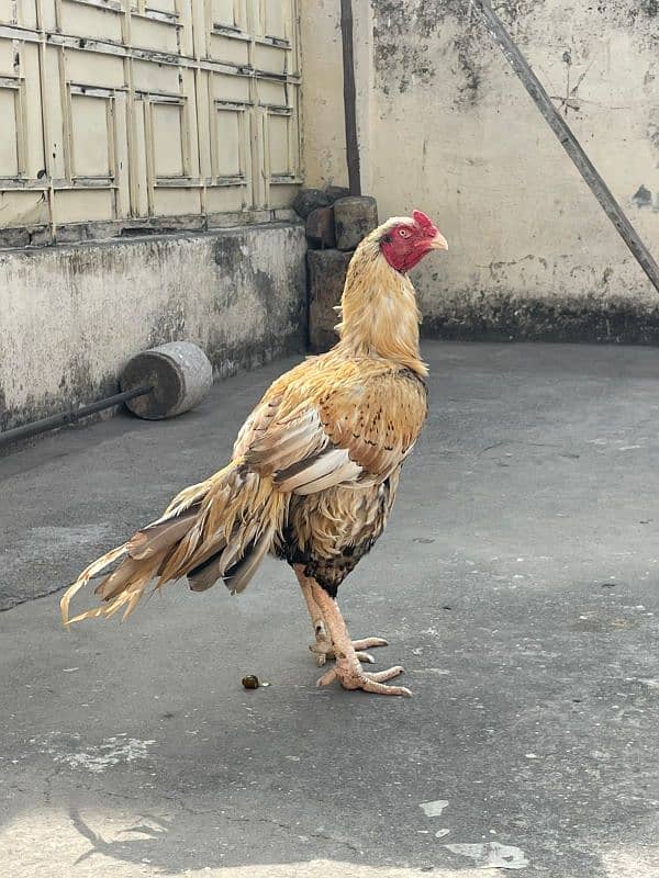 2 Aseel hens for sale 6