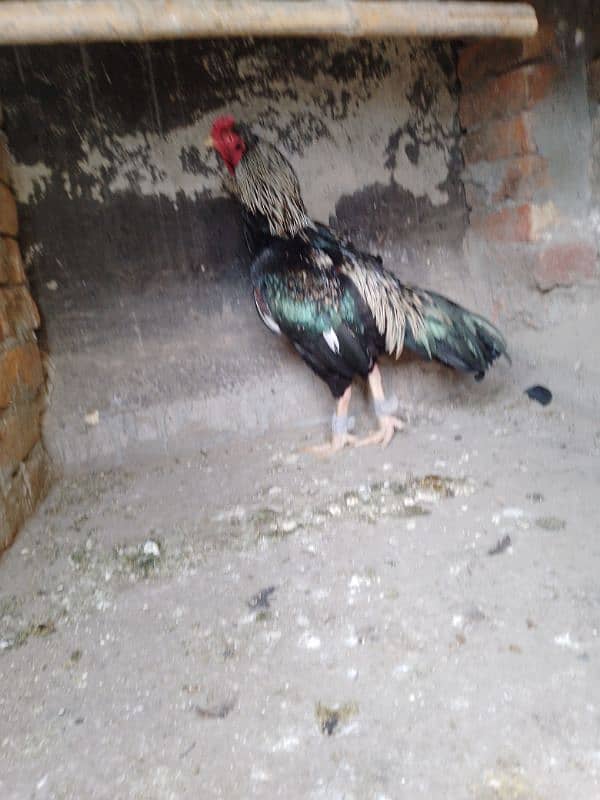 2 Aseel hens for sale 7