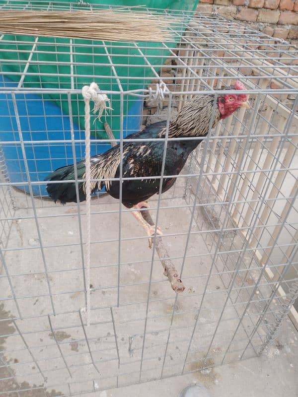 2 Aseel hens for sale 8