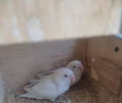 Albino Red/Black eye lovebird pair with eggs.