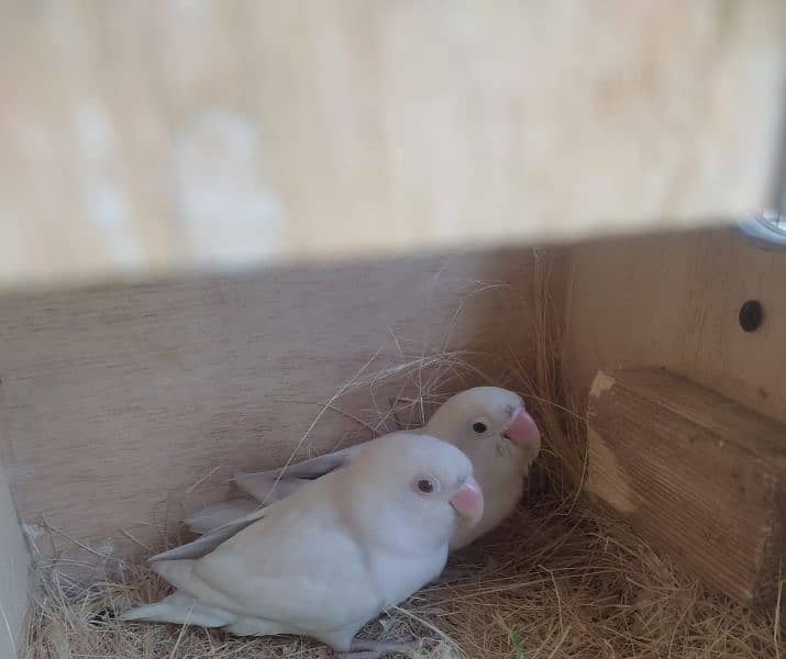 Albino Red/Black eye lovebird pair with eggs. 0