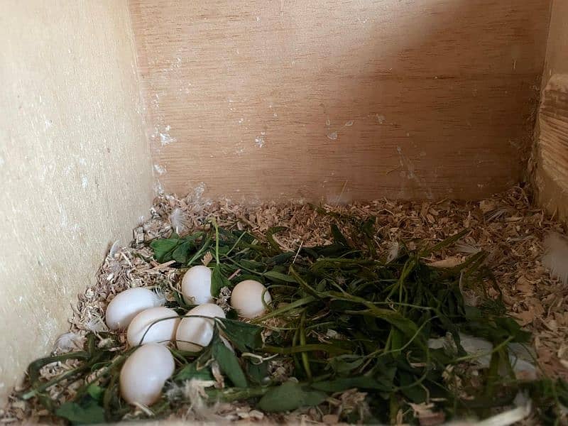 Albino Red/Black eye lovebird pair with eggs. 1