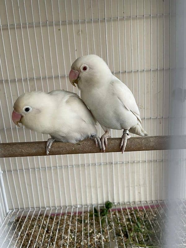 Albino Red/Black eye lovebird pair with eggs. 3