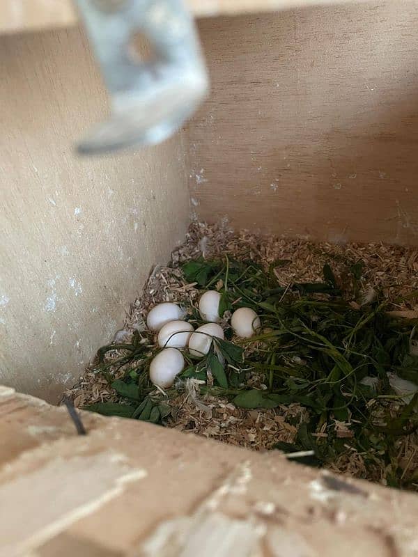 Albino Red/Black eye lovebird pair with eggs. 4