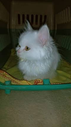 Persian White fully train Double coated