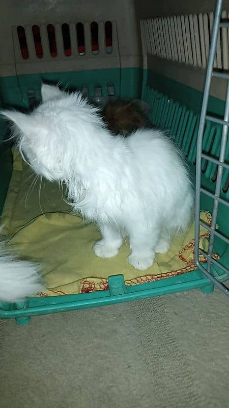 Persian White fully train Double coated 3