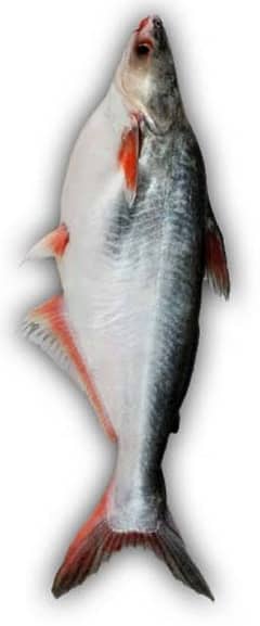 Pangasius