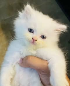 Persian cat