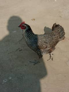 misri hen for sale