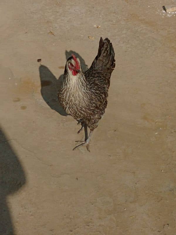 misri hen for sale 1