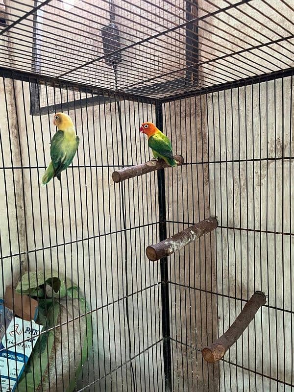 lovebirds setup 6