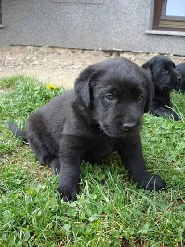 British labrador puppy 0