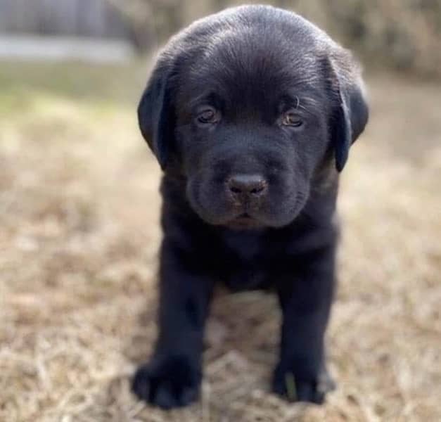 British labrador puppy 1