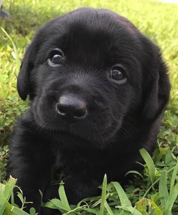 British labrador puppy 2