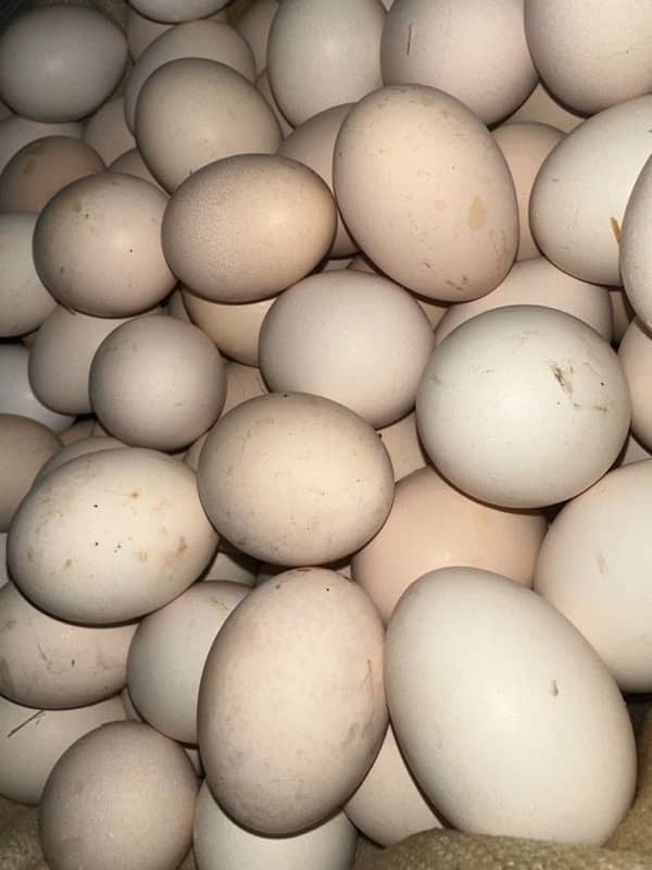 desi eggs fresh 0